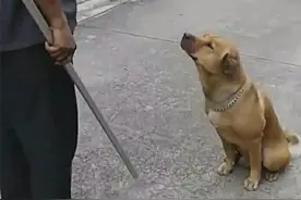 为什么狗狗不敢反抗主人，难道是因为打不过？那你就错了图片