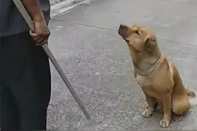 为什么狗狗不敢反抗主人，难道是因为打不过？那你就错了图片
