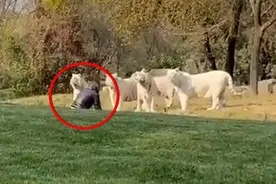 北京一男子单挑十余只猛兽，遭白虎全程无视？园方揭秘决定性装置图片