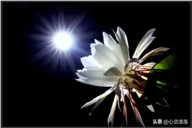 昙花一现，只为留下岁月的最美一瞬图片