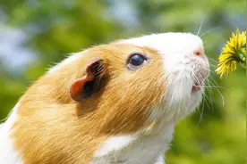 十二星座最适合养哪种仓鼠？天蝎座的最可爱！