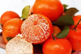 越红的柑橘越甜吗？不，果实内的糖要达到一定浓度才能着色图片