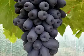 葡萄树买哪个品种，看我对比分析下，你再做选择图片