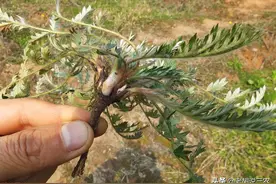 叶子像白蒿，根茎像鸡腿，用来喂猪的野草居然是鸡爪参？图片