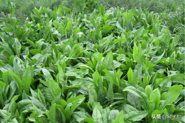 鲁梅克斯能割20年，耐-40度低温，优缺点都在这了，看清楚再种