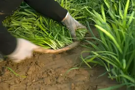 韭菜鸡蛋饺子，10人9错，牢记这2招，韭菜脆绿不出水图片