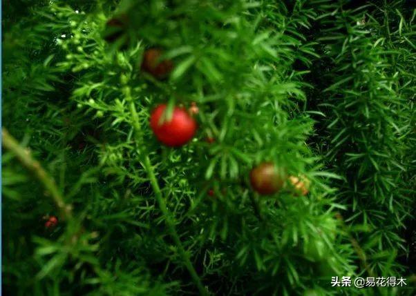 武竹又叫狐尾天门冬，观花观叶观果，和文竹观赏价值不相上下