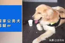 金毛冒充“警犬”骗吃骗喝，警局都要吃垮了！警察叔叔：有点崩溃图片