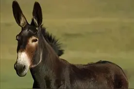 杂交就一定有优势吗？不一定，劣势也很明显图片
