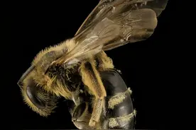 “没有最疼只有更疼”全世界“咬人”最疼的10种昆虫图片