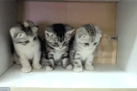 2020年货代的表情包，哈哈哈图片