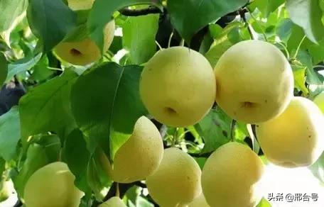 邢台十大皇家贡品，你知道是什么吗？