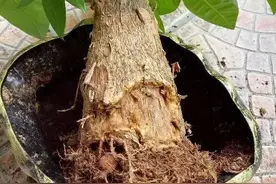 发财树“卖树的发财，买树的丢财”，为何你养发财树总烂根？图片