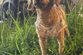 我在东莞办犬证，所踩过的坑图片