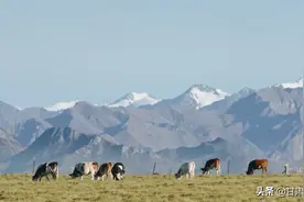 《风味原产地·甘肃》里藏了多少极致风光？图片