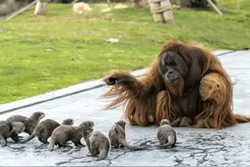 萌倒众生，感动世界：动物界10大跨越种族的友谊故事图片