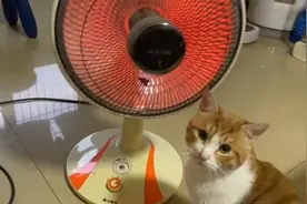 我家猫为了取暖，把自己烤焦了……图片