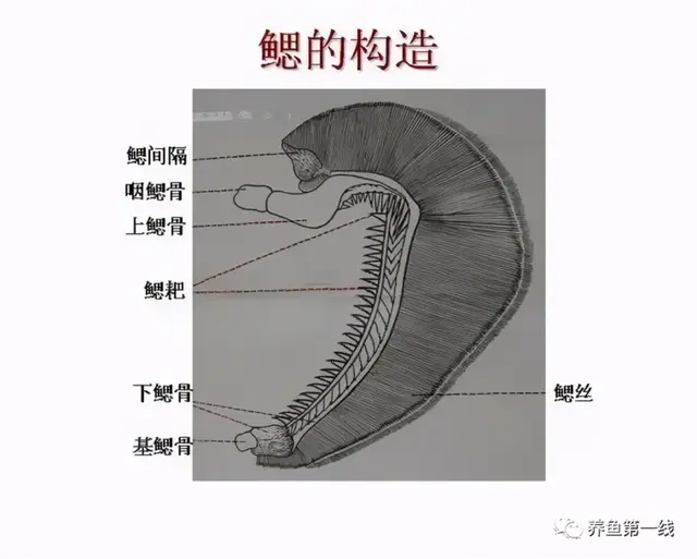 鱼鳞由什么组成