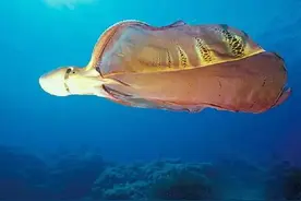 古怪而奇妙，最明显的性别差异，雌性比雄性体重大4万倍！图片