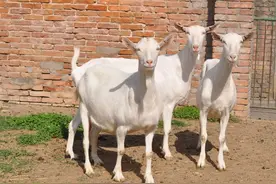 巴基斯坦五男子侵犯山羊，辣手灭口折磨致死，网友：快赶上印度了图片