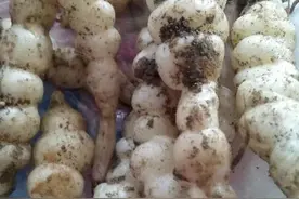 甘露子是一种什么样的植物图片
