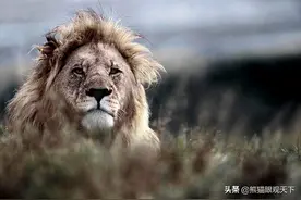 草原之王：关于狮子的10大冷知识图片