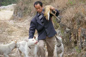 世界级猎犬：下司犬，你敢养吗？图片