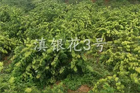 良种金银花的八大优势图片