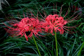 7种“小毒草”，就在家附近，看见就挖掉，留着有隐患图片