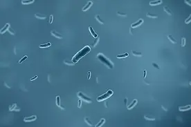 中国一半人感染这种“超级细菌”，快去查一查你有没有！图片
