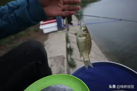 青岛：白沙河钓鱼乐图片