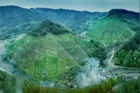 太阳出来喜洋洋，背起竹篓采茶忙图片