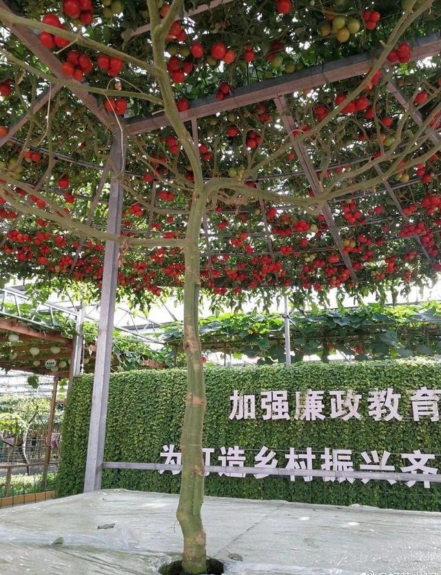 番茄的种植面积比黄瓜多36平方米 西红柿养成树,1年能结6000斤果