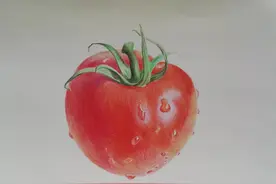 彩铅——西红柿图片