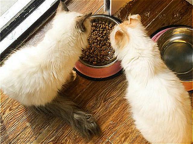 主人如果看到猫咪翘尾巴,那么恭喜你,这有可能是它在表达爱意