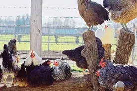 要想养出好鸡、健康鸡，必须抓住以下几点养鸡管理方法图片