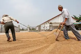 麦子晾晒也有讲究，老农用七句老话，传授晒麦7经验图片