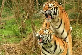 为什么说母老虎很可怕？图片