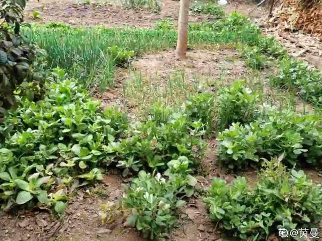 养分含量超高的营养土，自己在家也能做，省下一大笔 买花钱