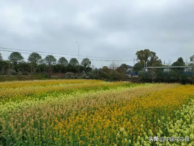 北国杏花初绽，江南已是油菜花漫山，“可甜可盐”的彩色油菜花，爱了！