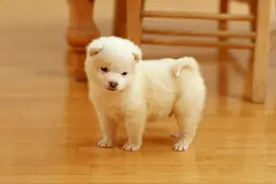 狗狗肚皮上破了一块皮图片