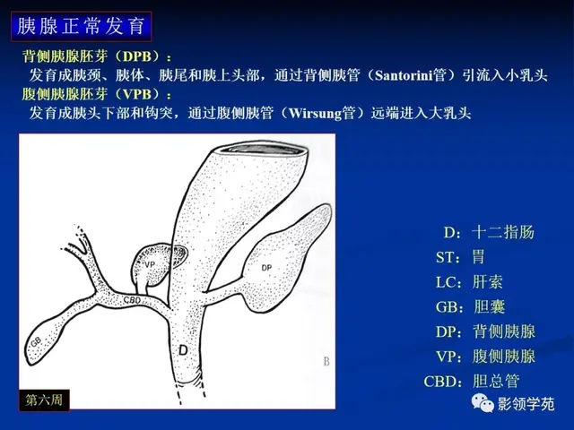 胰腺的解剖与常见变异