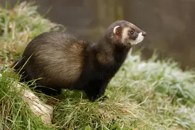 地球上巨臭的7种动物，味道上头一闻便晕，行走的“生化武器”图片