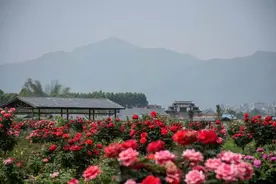 春暖花开，我们见面吧！龙景玫瑰园开园啦！等你来游玩！图片