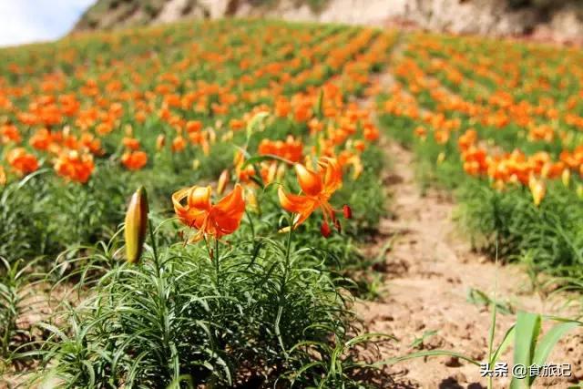 兰州甜百合，可以生吃的百合