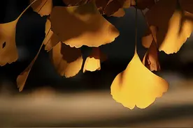 散文：淡看流年烟火，细品余生静好图片