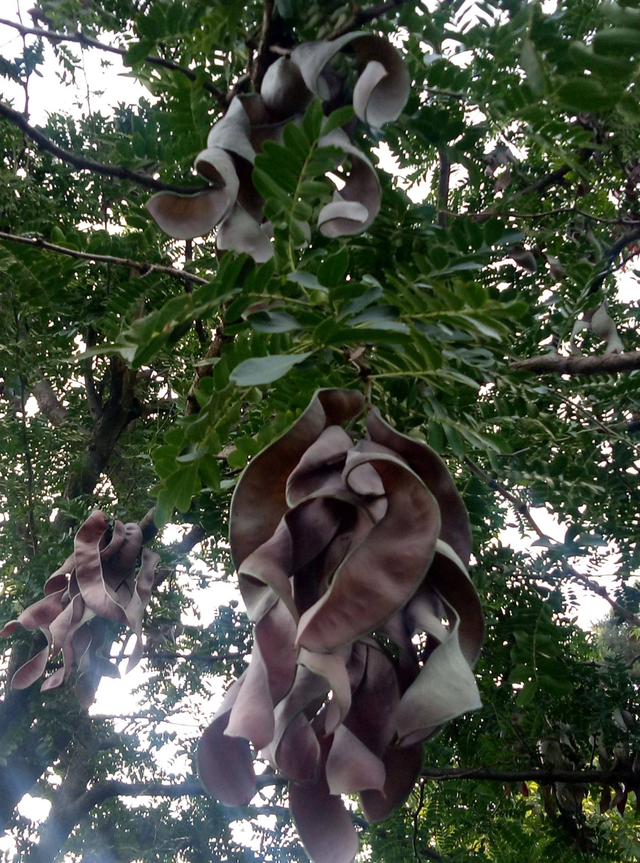 皂角米哪些人不宜吃,吃多副作用,过去当肥皂用的皂角,殊不知吃起来香