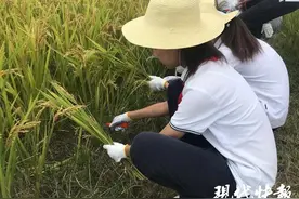 割水稻、挖山芋！无锡中小学生这堂“微课程”趣味十足图片