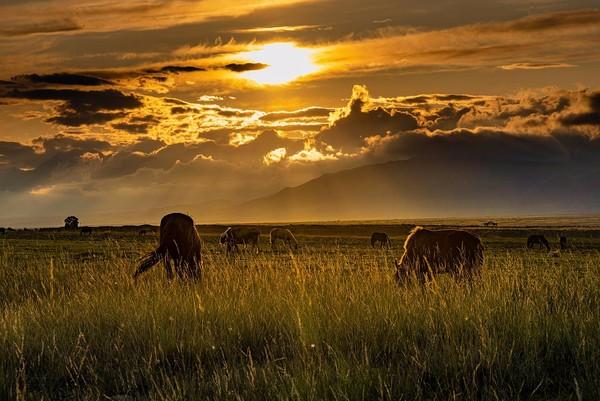 肠道菌群、代谢组与过敏疾病