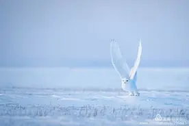 白雪王子——雪鸮图片